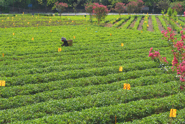 吉首市马颈坳镇隘口村茶园  湘西神秘茶谷  中国湘西黄金茶核心产区  现有绿茶规模19000余亩  村民们抓紧采摘秋茶以供市场需求