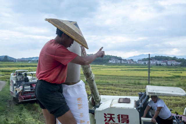 娄底  低镉 水稻品种 示范基地 丰收