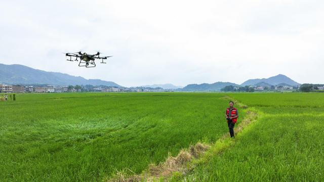 水稻 晚稻 病虫害防治 植保无人机 农业实用科技 