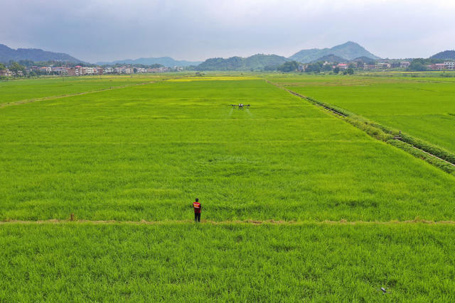 水稻 晚稻 病虫害防治 植保无人机 农业实用科技 