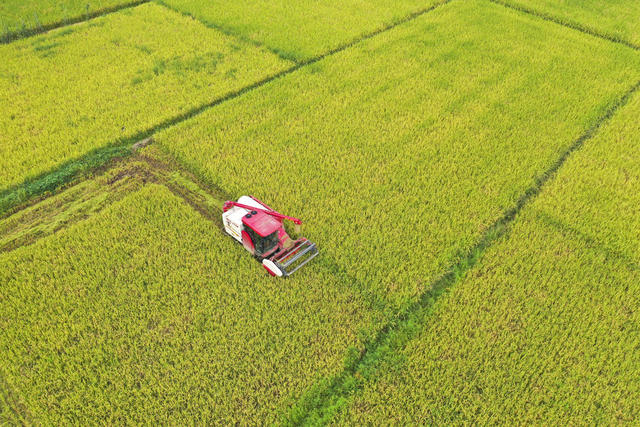 秋日  收获 水稻 中稻