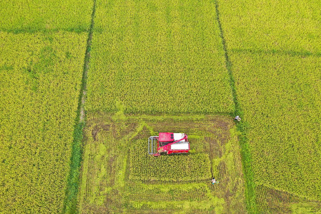 秋日  收获 水稻 中稻