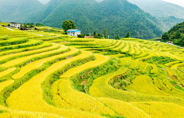 塘家梯田  水稻成熟
