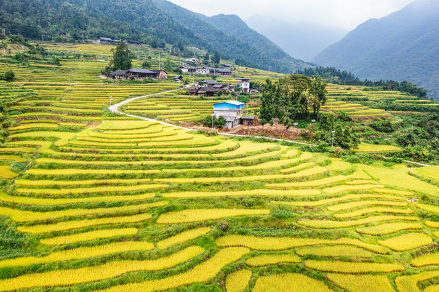 塘家梯田  水稻成熟