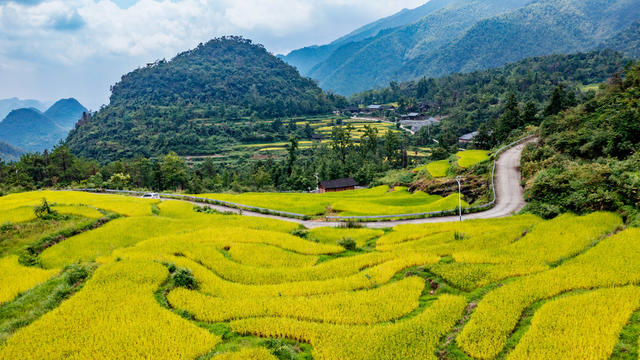 塘家梯田  水稻成熟