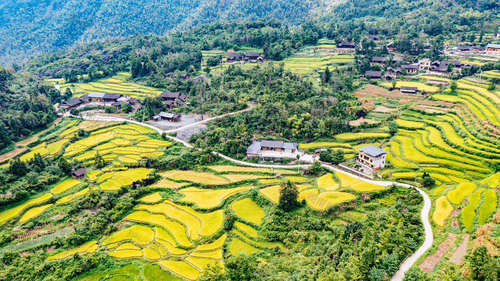 塘家梯田  水稻成熟