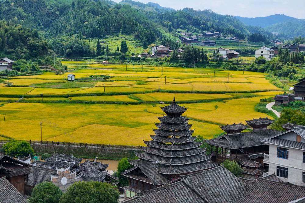 乡村、稻田、丰收、水稻、古村