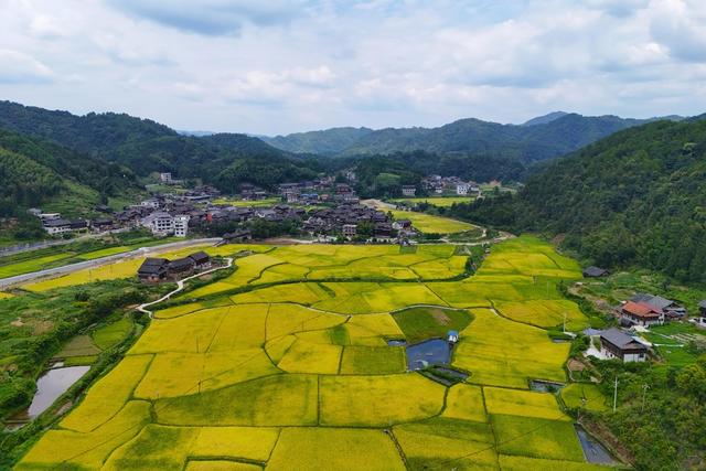 乡村、稻田、丰收、水稻、古村