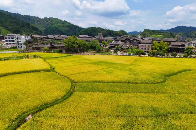 乡村、稻田、丰收、水稻、古村