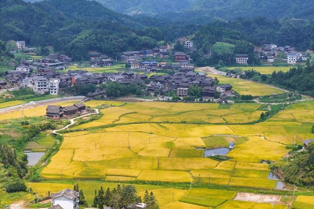 乡村、稻田、丰收、水稻、古村