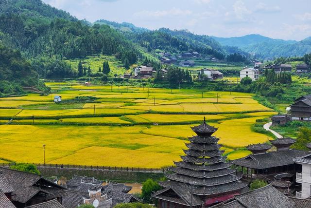 乡村、稻田、丰收、水稻、古村