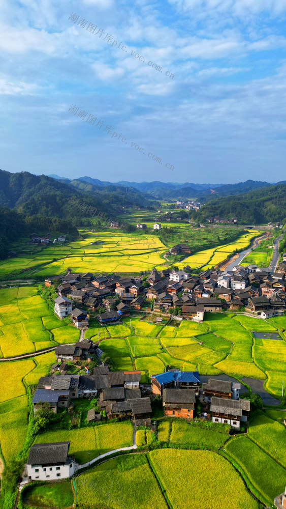 金秋 侗寨 田园 村庄 河流 山林 美丽