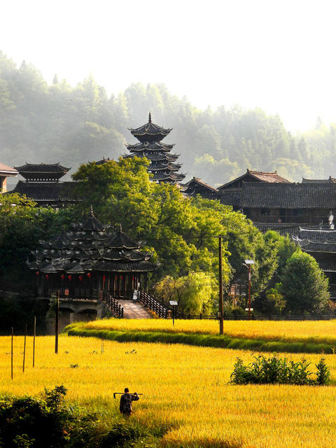 金秋 侗寨 田园 村庄 河流 山林 美丽