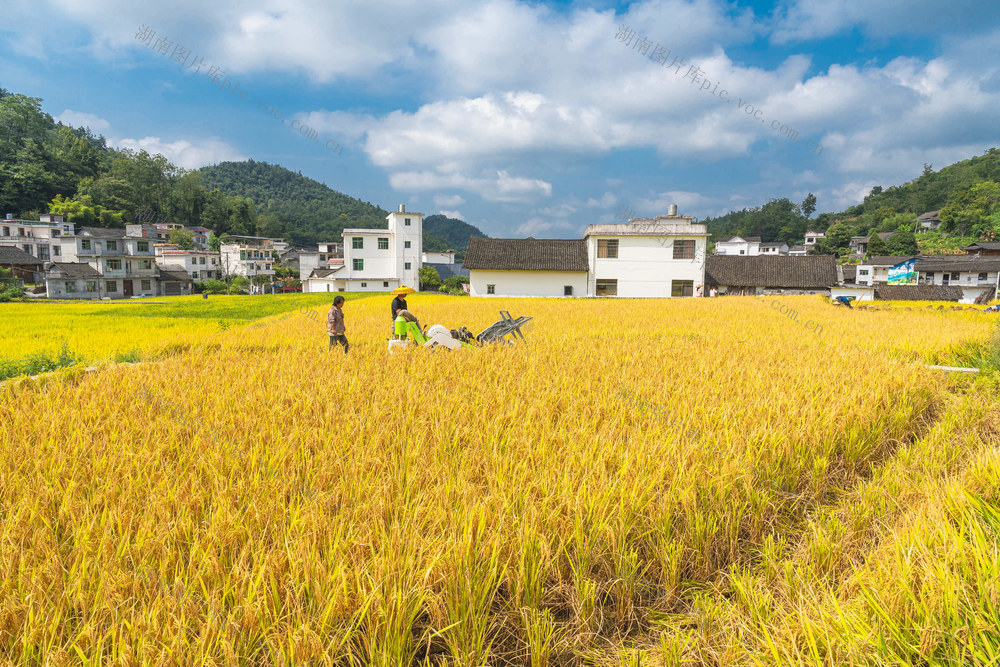 推广杂交水稻种植  杂交稻6.12万亩占总水田面积76%  大面积收割期  村民们抓紧晴好天气开镰收割  确保颗粒归仓