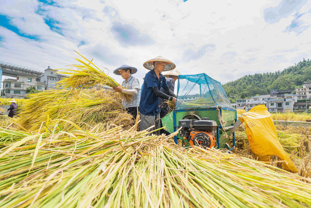 推广杂交水稻种植  杂交稻6.12万亩占总水田面积76%  大面积收割期  村民们抓紧晴好天气开镰收割  确保颗粒归仓