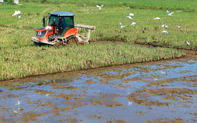生产自救 晚稻耕种 秋粮生产