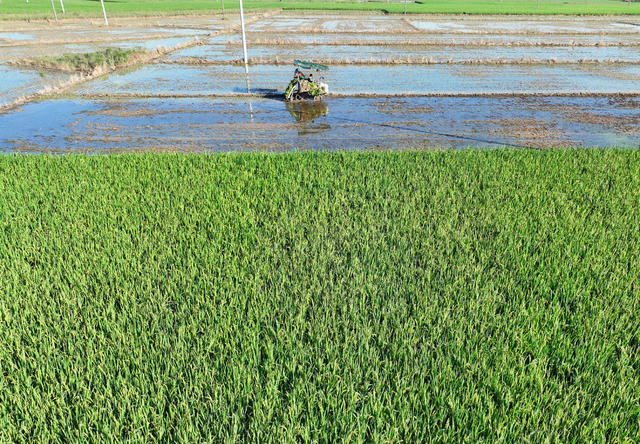 生产自救 晚稻耕种 秋粮生产