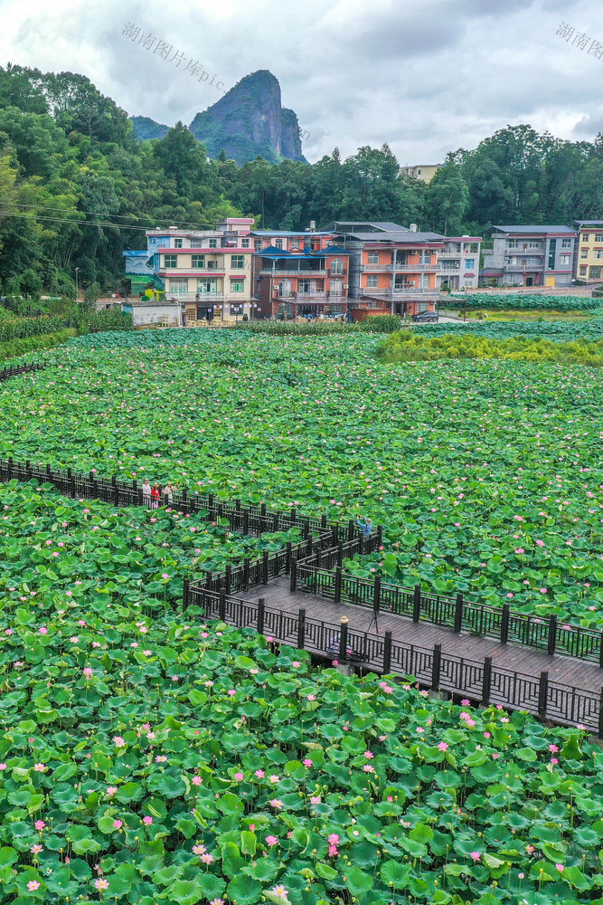 夏荷，飘香，乡村，党建，产业，环境，旅游，振兴