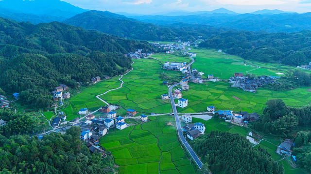 水稻、农田、农业、种植、农村