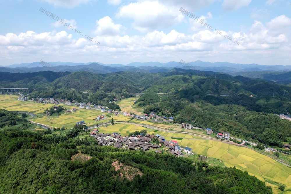 水稻成熟
秋景