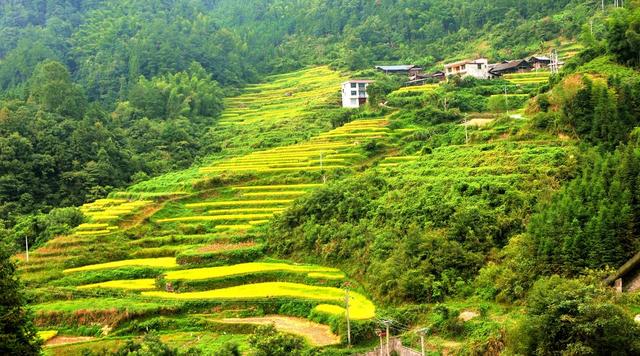 梯田 中稻 收割 景象