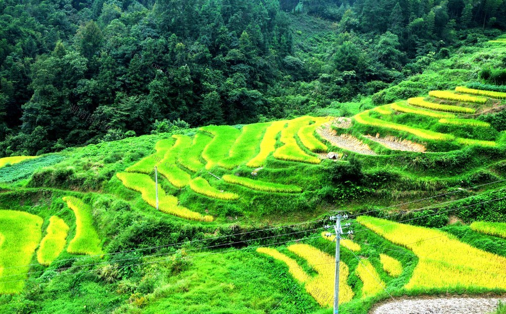 梯田 中稻 收割 景象