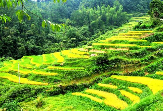 梯田 中稻 收割 景象