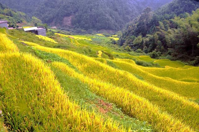 金色  稻浪 山脚