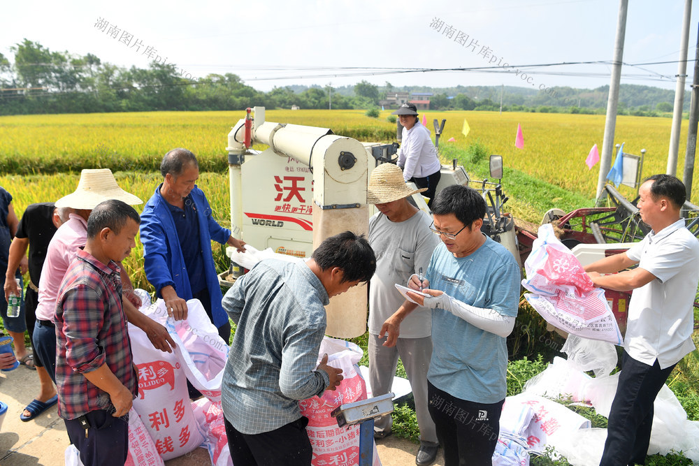 湘乡、中稻收获、湘潭市农业农村局、亩产653公斤