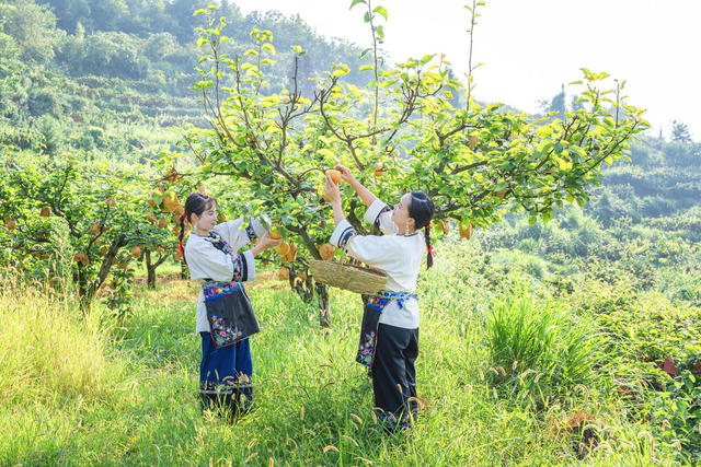 吉首市市开发高山金秋梨基地10000余亩  岩壳荒坡变金山银山  金秋梨进入熟果采摘期  村民们开园采摘梨果上市  “果园经济”助农增收  推进乡村振兴