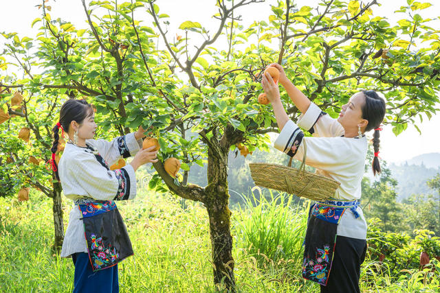 吉首市市开发高山金秋梨基地10000余亩  岩壳荒坡变金山银山  金秋梨进入熟果采摘期  村民们开园采摘梨果上市  “果园经济”助农增收  推进乡村振兴