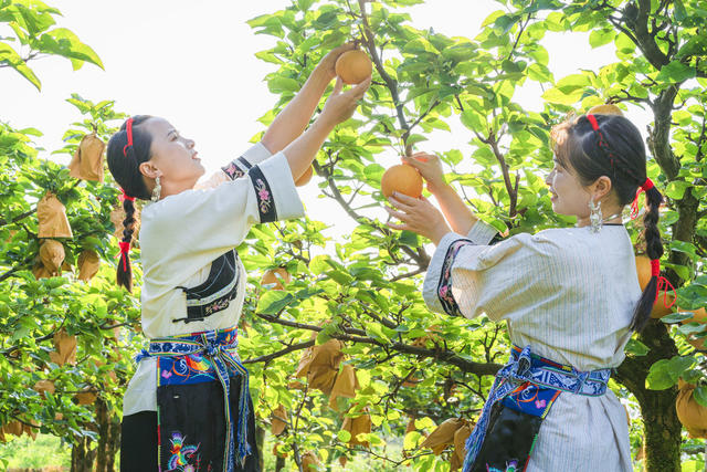 吉首市市开发高山金秋梨基地10000余亩  岩壳荒坡变金山银山  金秋梨进入熟果采摘期  村民们开园采摘梨果上市  “果园经济”助农增收  推进乡村振兴
