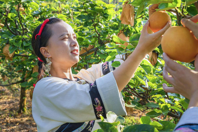 吉首市市开发高山金秋梨基地10000余亩  岩壳荒坡变金山银山  金秋梨进入熟果采摘期  村民们开园采摘梨果上市  “果园经济”助农增收  推进乡村振兴