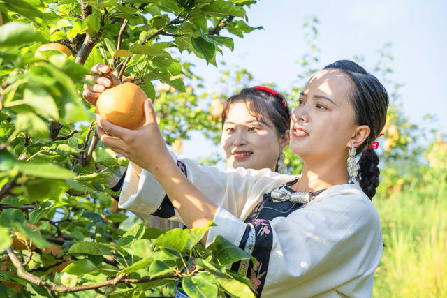 吉首市市开发高山金秋梨基地10000余亩  岩壳荒坡变金山银山  金秋梨进入熟果采摘期  村民们开园采摘梨果上市  “果园经济”助农增收  推进乡村振兴