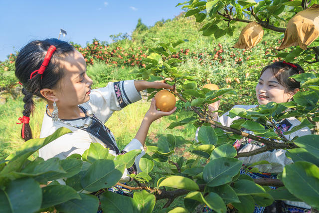吉首市市开发高山金秋梨基地10000余亩  岩壳荒坡变金山银山  金秋梨进入熟果采摘期  村民们开园采摘梨果上市  “果园经济”助农增收  推进乡村振兴