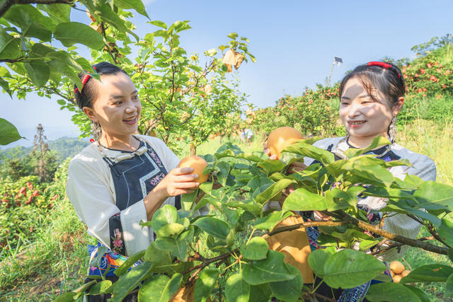 吉首市市开发高山金秋梨基地10000余亩  岩壳荒坡变金山银山  金秋梨进入熟果采摘期  村民们开园采摘梨果上市  “果园经济”助农增收  推进乡村振兴