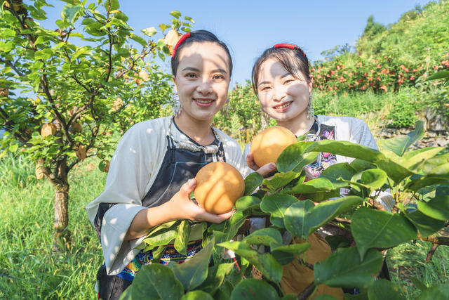 吉首市市开发高山金秋梨基地10000余亩  岩壳荒坡变金山银山  金秋梨进入熟果采摘期  村民们开园采摘梨果上市  “果园经济”助农增收  推进乡村振兴