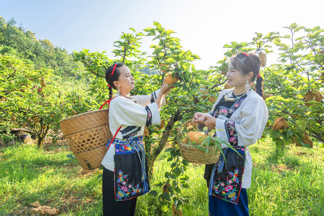 吉首市市开发高山金秋梨基地10000余亩  岩壳荒坡变金山银山  金秋梨进入熟果采摘期  村民们开园采摘梨果上市  “果园经济”助农增收  推进乡村振兴