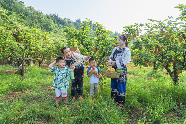 吉首市市开发高山金秋梨基地10000余亩  岩壳荒坡变金山银山  金秋梨进入熟果采摘期  村民们开园采摘梨果上市  “果园经济”助农增收  推进乡村振兴
