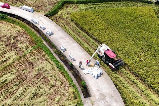 农业、社会化服务、农机收割、水稻、农村