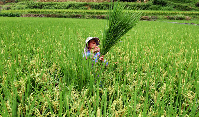 水稻 秋粮 农民 除草 施肥 田间