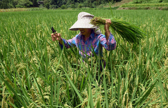 水稻 秋粮 农民 除草 施肥 田间