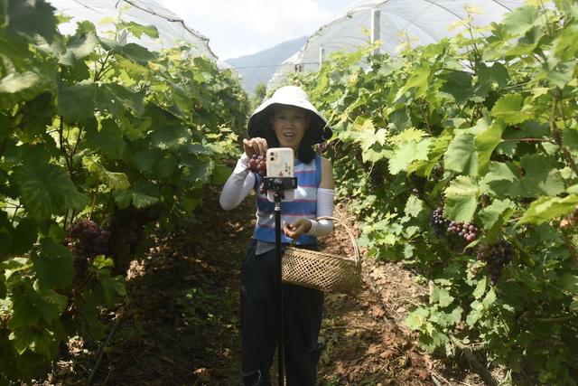 采摘  丰收  农业  水果  经济  增收  蓝山  