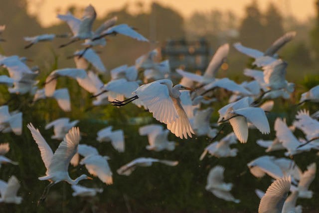 白鹭纷飞舞洞庭