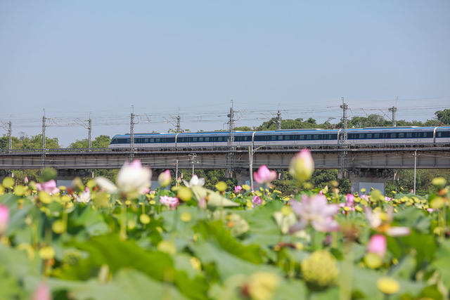 夏日 荷花 美 荷 高铁 动车