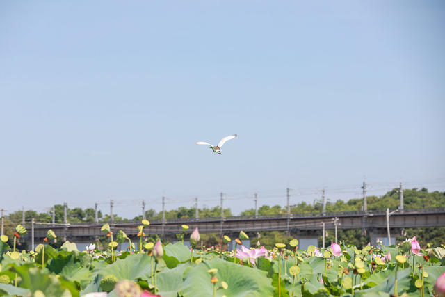 夏日 荷花 美 荷 高铁 动车