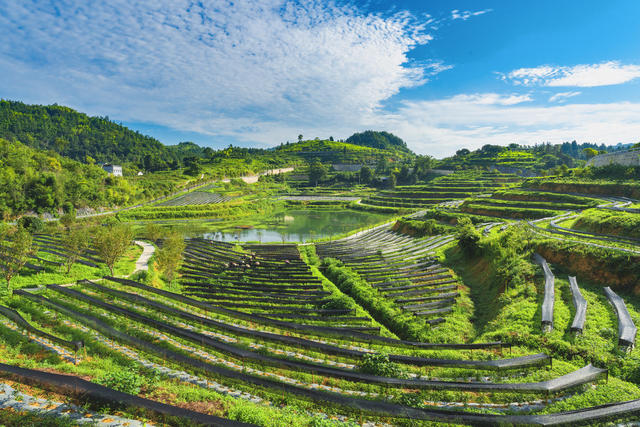 湘西茶博园  夏末除草培管  