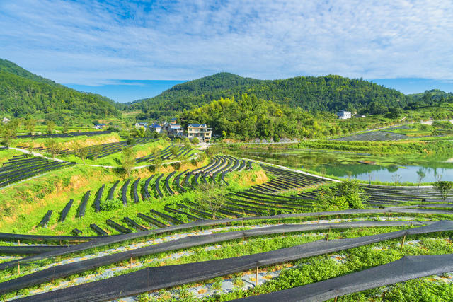 湘西茶博园  夏末除草培管  