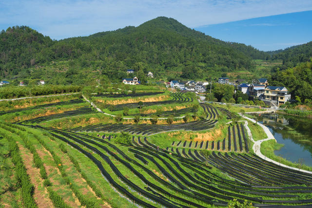 湘西茶博园  夏末除草培管  
