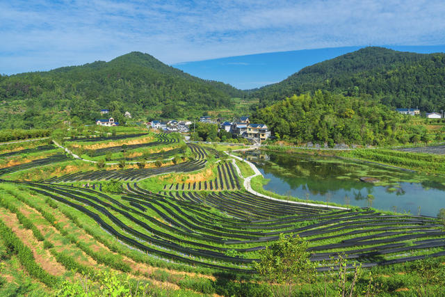 湘西茶博园  夏末除草培管  